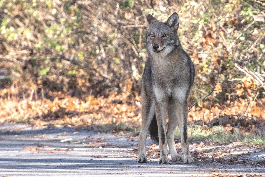 Cape Coyotes Are Emboldened By Human Negligence The Provincetown