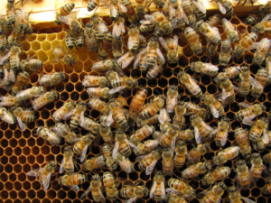 Honey bees in the hive.