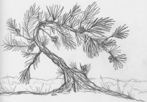 Pitch pine drawing by Natalie Van Staden