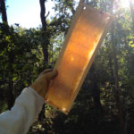 A frame of honeycomb, with capped honey