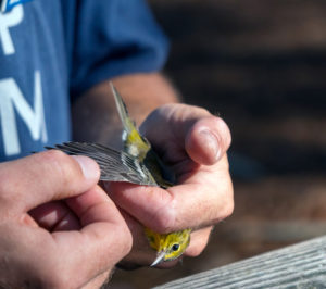 Cape May warbler in bander's grip.