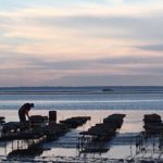 Shellfish racks in Wellfleet Harbor.