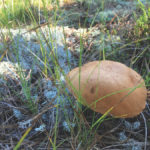 mushroom in the Wellfleet woods