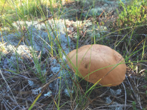 mushroom in the Wellfleet woods