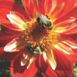 Bumble bees gather pollen from a dahlia