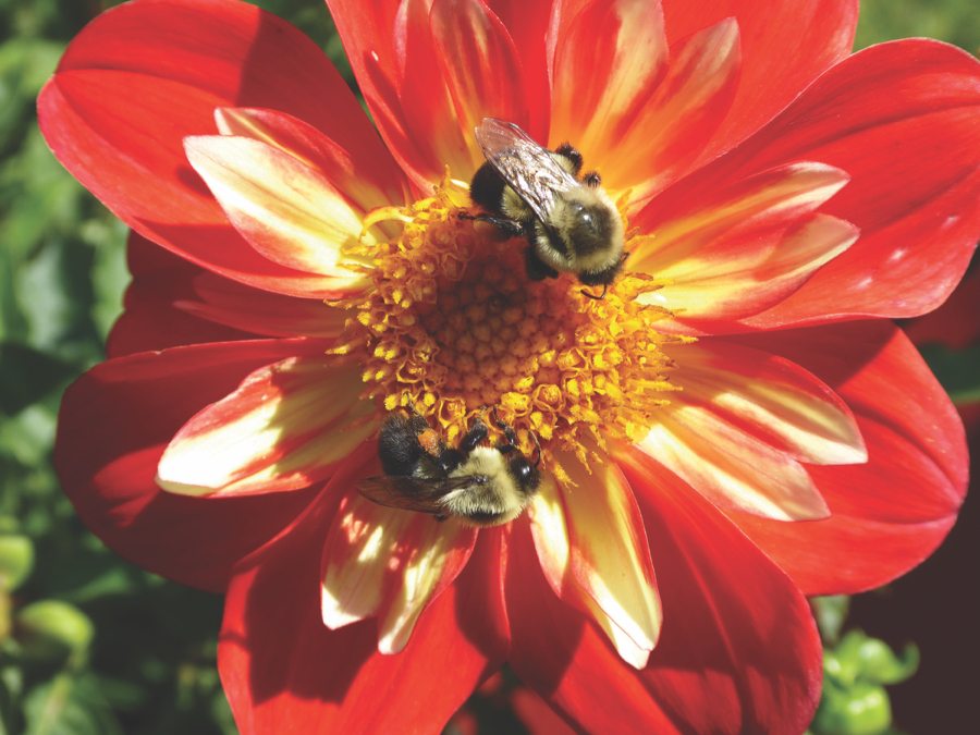 Bumble bees gather pollen from a dahlia