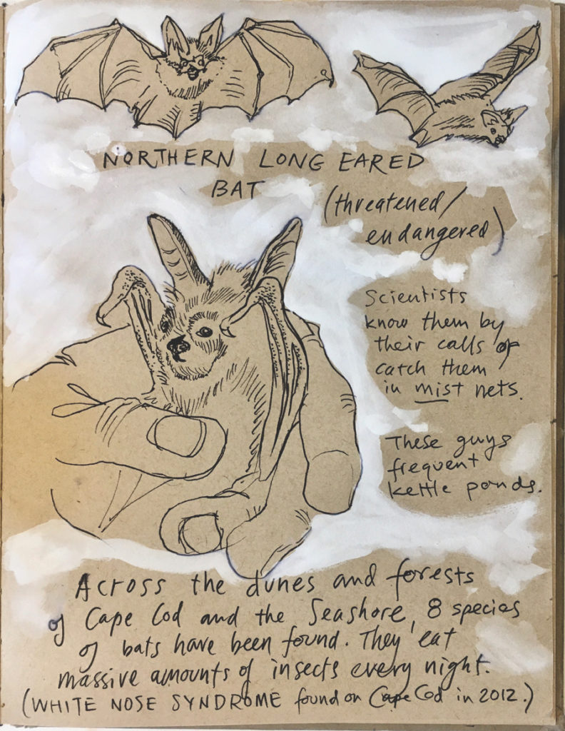 Mark Adams sketch of bats