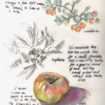 Mark Adams drawing of fall fruits