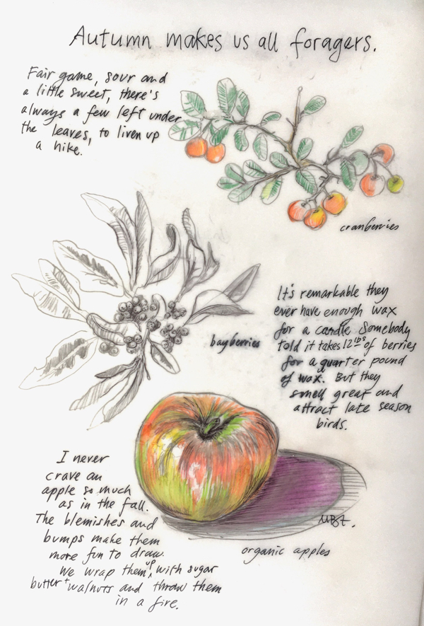 Mark Adams drawing of fall fruits