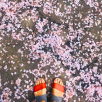 Flower petals on ground