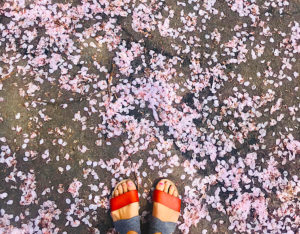 Flower petals on ground