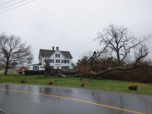 Storm-downed tree in Eastham