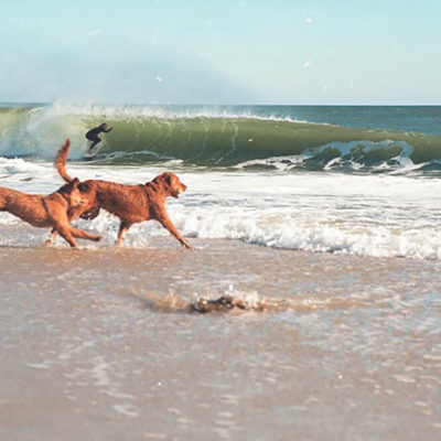 Surf Shops Suffer Effects of Shark Tales