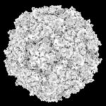 polio virus image