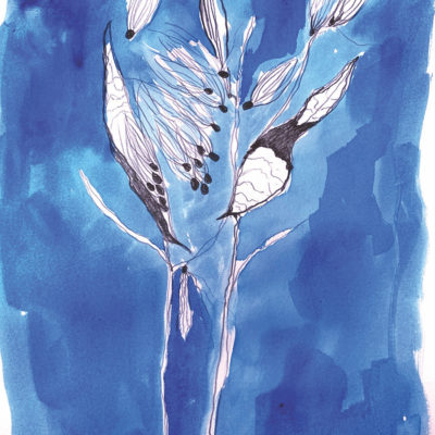 Asclepias Seeds Leaving the Nest