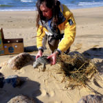 turtle rescue photo