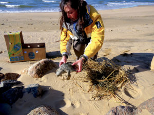 turtle rescue photo