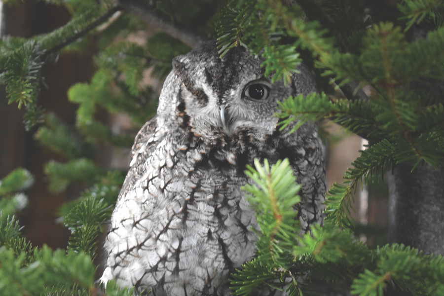 An owl enjoys a repurposed Christmas tree