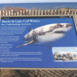 Shark safety sign posted at the beach