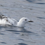 black guillemot