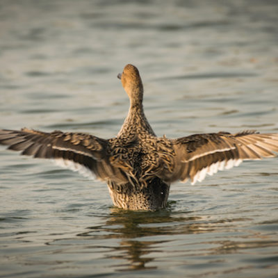 This Week’s Bird Sightings