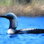 Pacific Loon