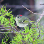 Ruby-crowned Kinglet in Wellfleet