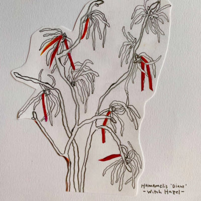 Witch Hazel