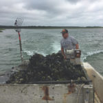 Andrew Morgan harvests mussels