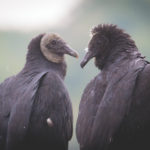 Black vultures in Provincetown