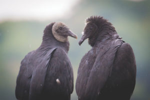 Black vultures in Provincetown