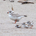 Piping plovers