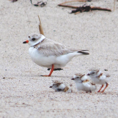 This Week’s Bird Sightings