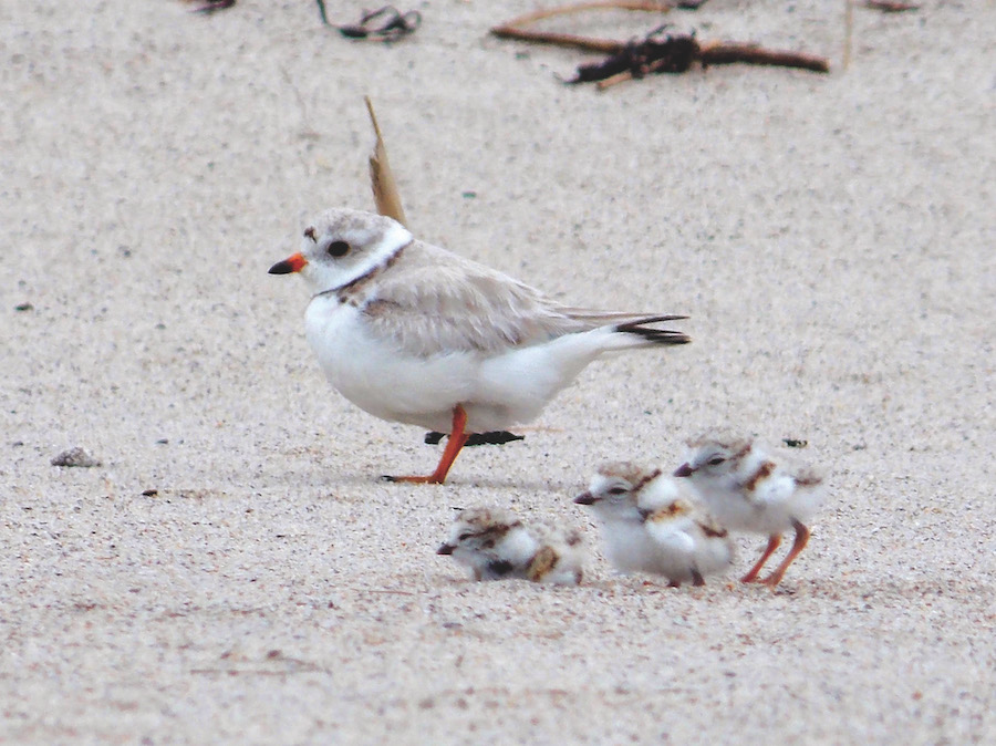 Piping plovers