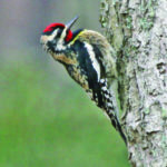 Yellow-bellied Sapsucker