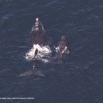 Right Whale calf