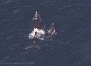 Right Whale calf