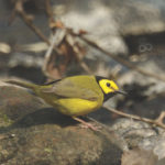 Hooded Warbler