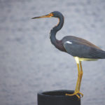 Tricolored heron