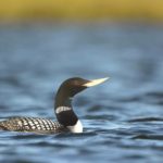 Yellow-billed Loon