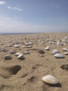 sea clams