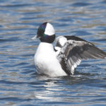 Bufflehead