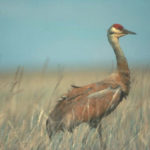 Sandhill Crane