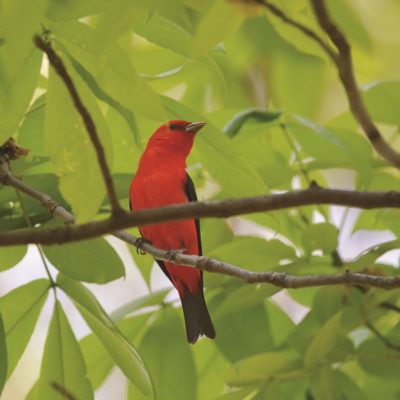 This Week’s Bird Sightings