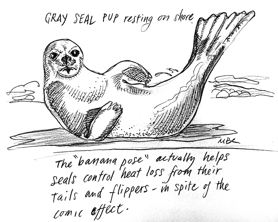 Mark Adams gray seal