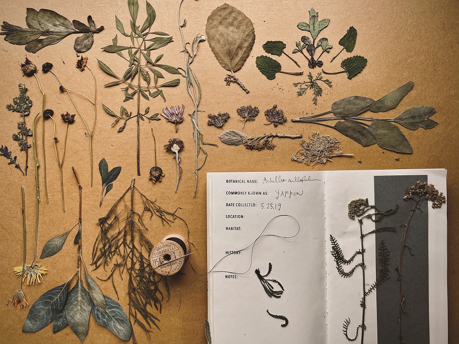 A mashup with herbarium sheets, bits of dried plants and books on Craiyon