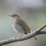 hermit thrush