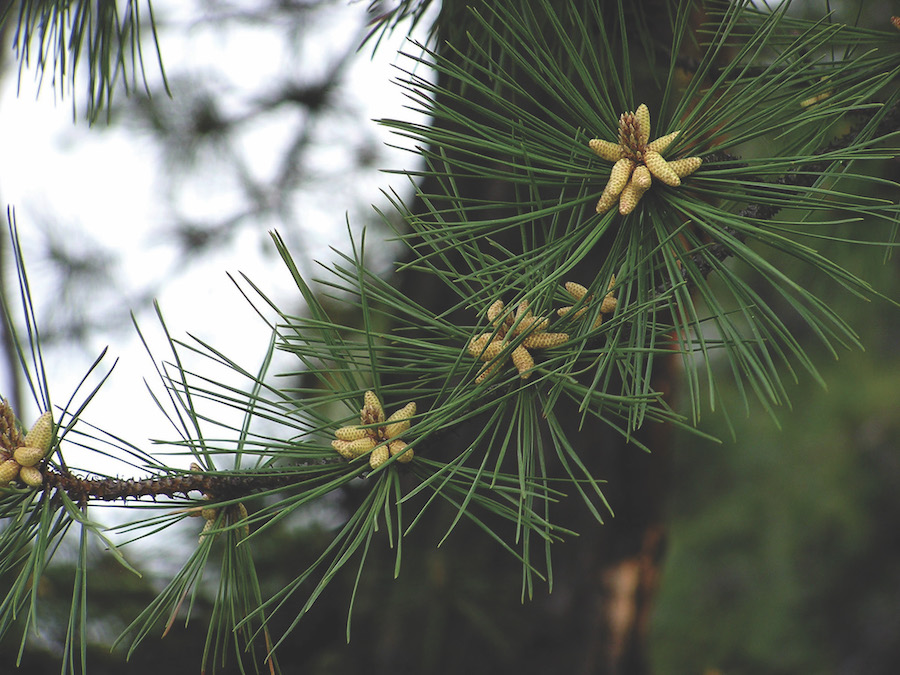 Pitch pine pollen