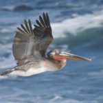 Brown pelican