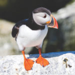 Atlantic Puffin